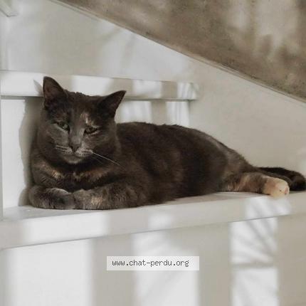 Photo 1/3 sally Chat perdu à Fleurbaix