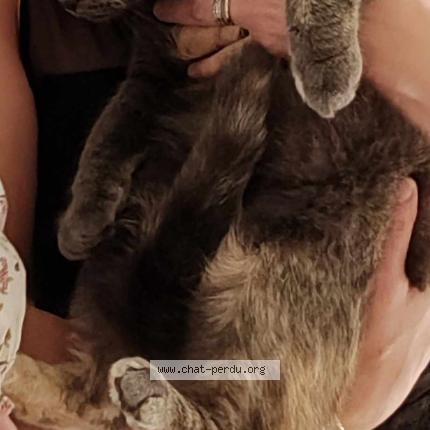 Photo 2/3 sally Chat perdu à Fleurbaix