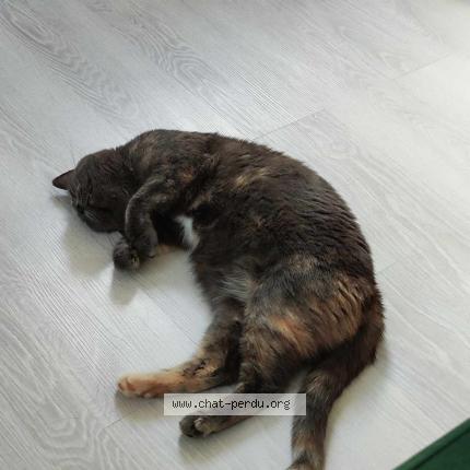 Photo 3/3 sally Chat perdu à Fleurbaix