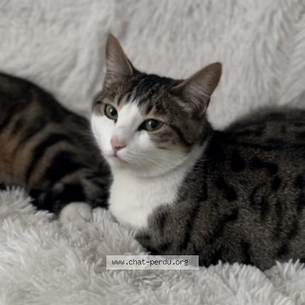 Photo 1/1 Chat retrouvé Perdu à Argenteuil