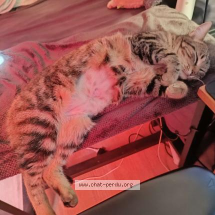 Photo de chat perdu à Plogonnec