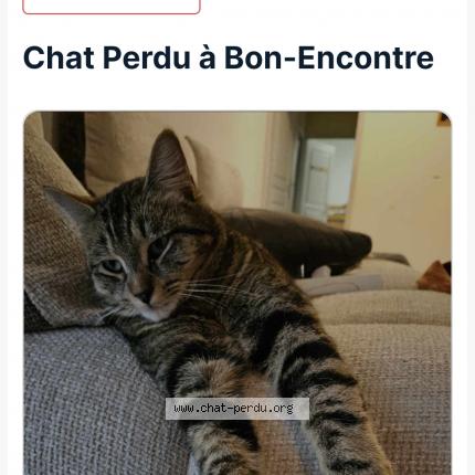 Photo 1/1 Thor Chat perdu à Bon encontre
