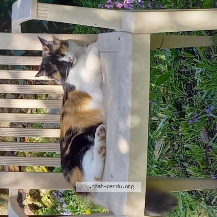 Photo 1/1 Chat retrouvé Perdu à Rennes