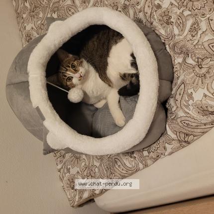 Photo 1/1 Cookie Chat perdu à Sartrouville