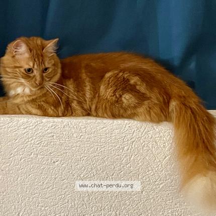 Photo 1/1 Mandarine Chat perdu à Champigny sur marne