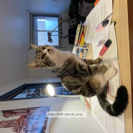 Photo de chat perdu à Toulouse