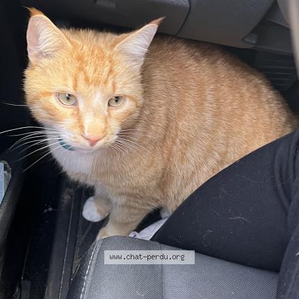 Photo 1/1 Chat retrouvé Perdu à Saint Maurice Montcouronne