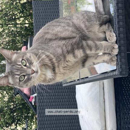 Photo de chat perdu à Grande Synthe