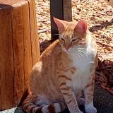 Photo de chat perdu à Mount Hawthorn