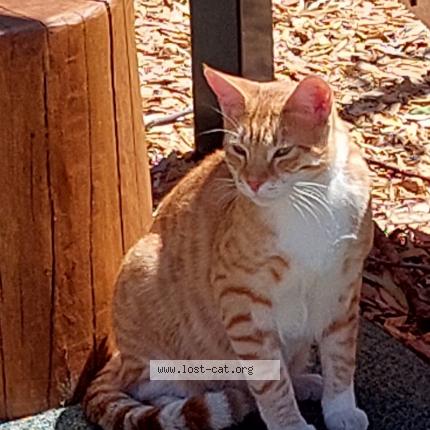 Photo 1/3 Felix Chat perdu à Mount hawthorn