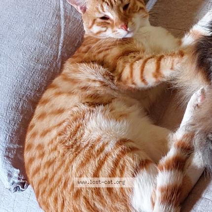 Photo 2/3 Felix Chat perdu à Mount hawthorn