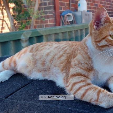 Photo 3/3 Felix Chat perdu à Mount hawthorn