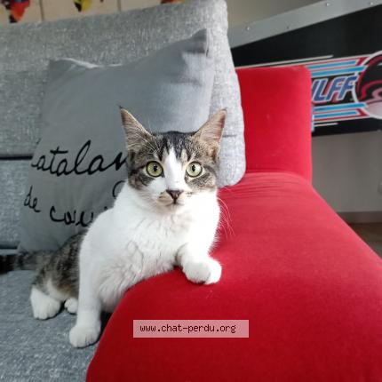 Photo de chat perdu à La Cabanasse