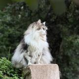 Photo de chat perdu à Hyeres