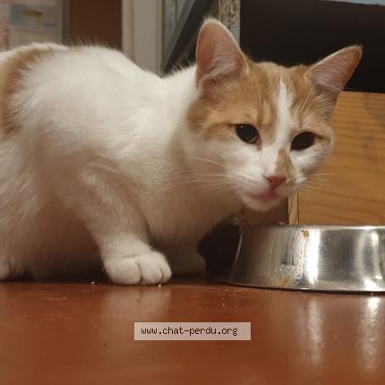 Photo 1/1 Chat retrouvé Perdu à Montreuil