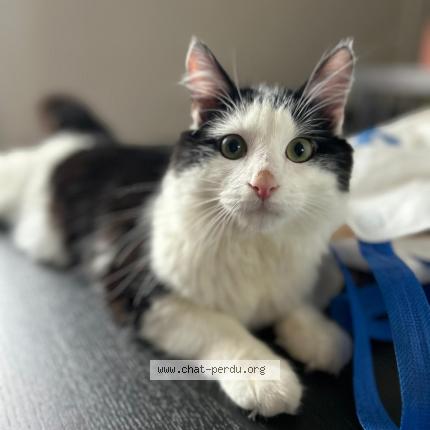 Photo de chat perdu à Le Raincy