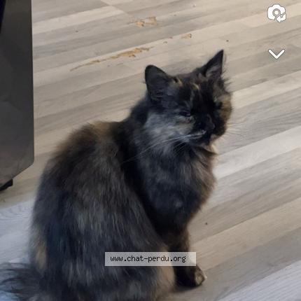 Photo 1/1 Luna Chat perdu à Valenciennes