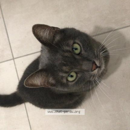 Photo 1/1 Chat retrouvé Perdu à Toulouse