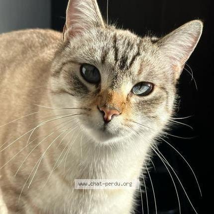 Photo de chat perdu à Dunkerque
