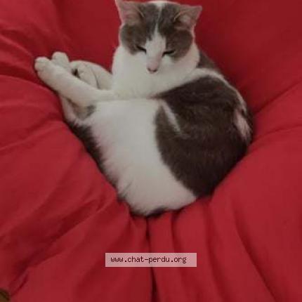 Photo 1/1 Chat retrouvé Perdu à Villefranche Sur Saone