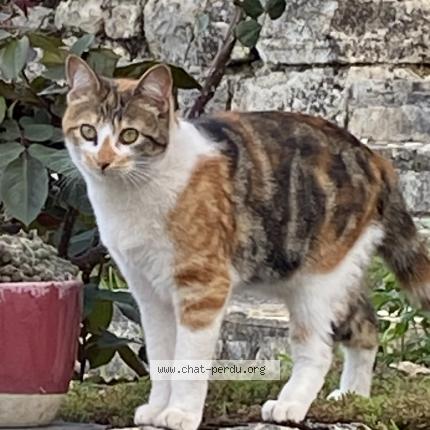 Photo 1/1 Chica Chat perdu à Sarrazac