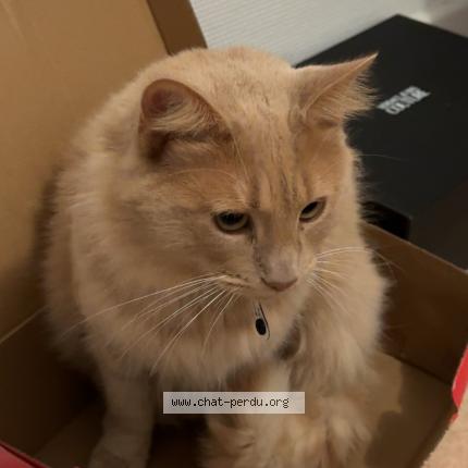 Photo de chat perdu à Le Passage D Agen