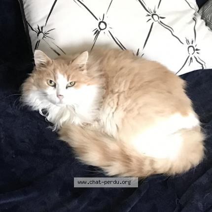 Photo 1/1 Moon Chat perdu à Tourville sur sienne