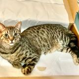 Photo de chat perdu à Strasbourg