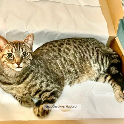 Photo 1/1 Chat retrouvé Perdu à Strasbourg