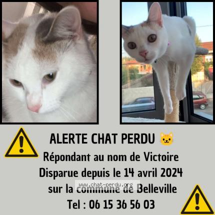Photo de chat perdu à Belleville En Beaujolais