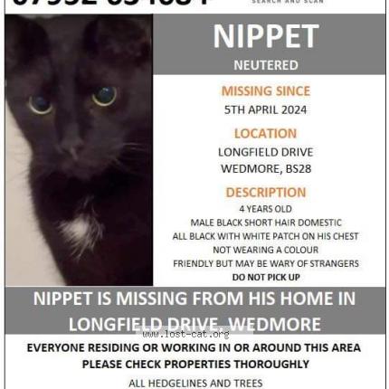 Photo 1/1 Nippet Chat perdu à Wedmore