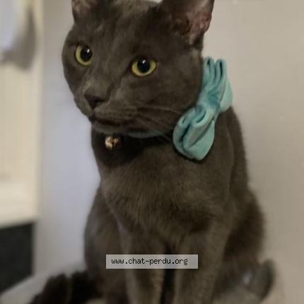 Photo de chat perdu à Nantes