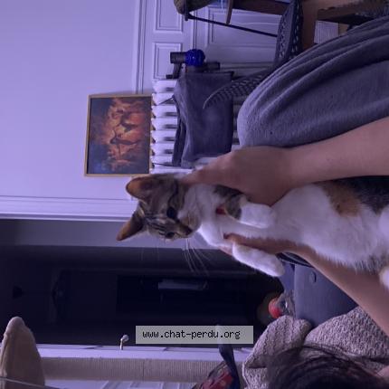 Photo de chat perdu à Vitry Sur Seine