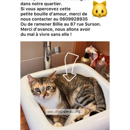 Photo 1/1 Chat retrouvé Perdu à Bordeaux