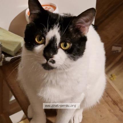 Photo de chat perdu à Toulouse