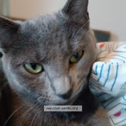 Photo de chat perdu à Saint Germain Les Arpajon