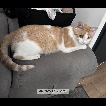 Photo 1/1 Chat retrouvé Perdu à Valencienne S