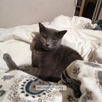 Photo de chat perdu à Saint Germain Les Arpajon