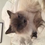 Photo de chat perdu à Montesson