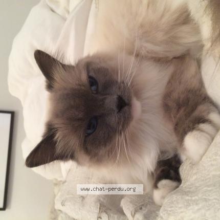 Photo 1/1 Chat retrouvé Perdu à Montesson