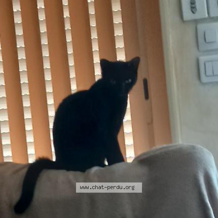 Photo 1/1 Timie Chat perdu à Montbeton