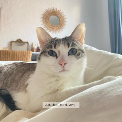 Photo de chat perdu à Dijon