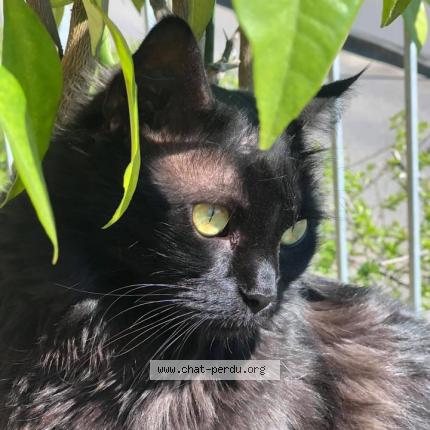 Photo 1/1 Arya Chat perdu à Nogaro