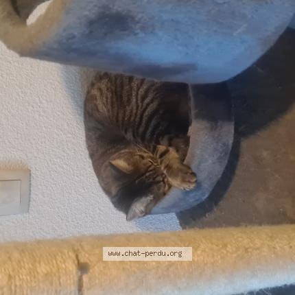 Photo 1/1 Chat retrouvé Perdu à Fleurance
