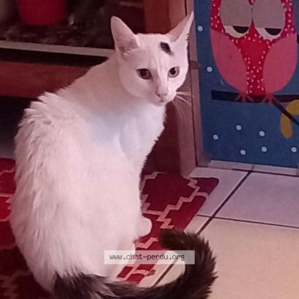 Photo de chat perdu à Dammarie Les Lys