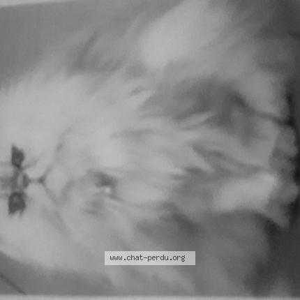 Photo 1/1 Chat retrouvé Perdu à Acheres