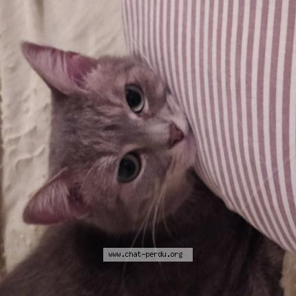 Photo de chat perdu à Angers