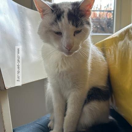 Photo de chat perdu à Pontoise