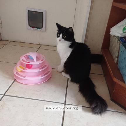 Photo 1/1 Doumia Chat perdu à Pont l abbe