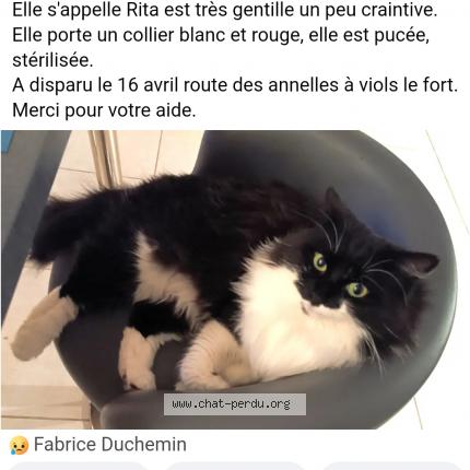 Photo de chat perdu à Viols Le Fort